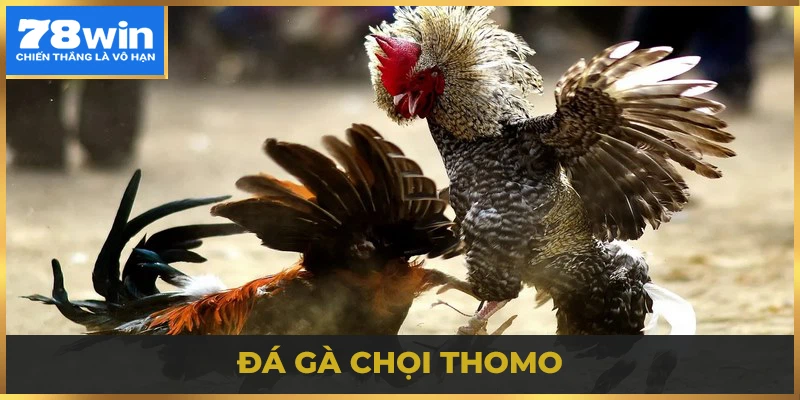 Tìm hiểu về đá gà chọi Thomo