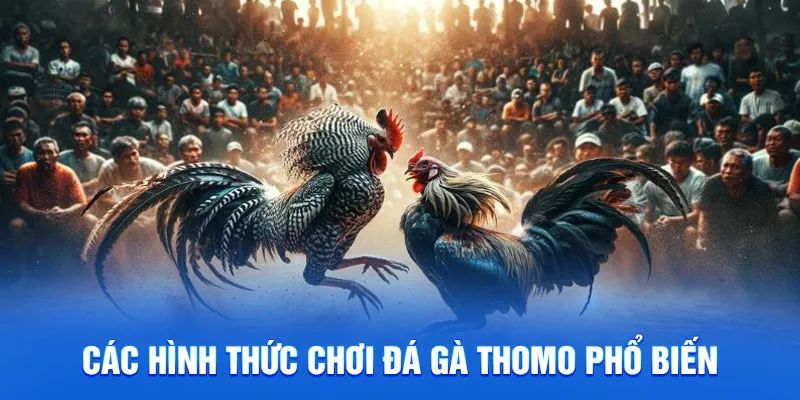 Các hình thức chơi đá gà thomo phổ biến